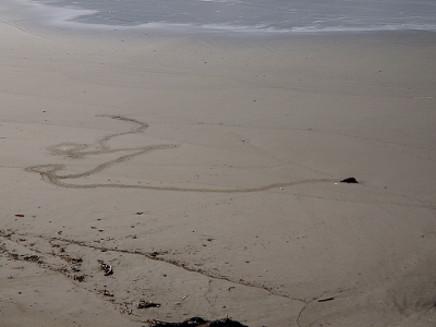 [Stretch of beach with the start of some wavy and circular tracks in the middle and at one end lies a lump of an animal.]